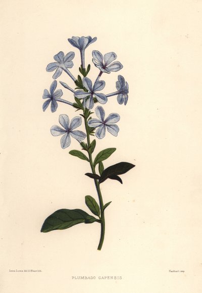 Blue Plumbago or Cape Leadwort, Plumbago Auriculata by Unknown